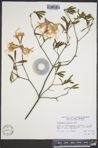 Rhododendron alabamense image