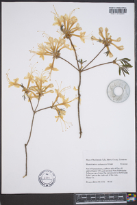 Rhododendron alabamense image