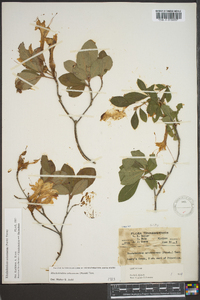 Rhododendron arborescens image