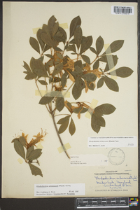 Rhododendron arborescens image