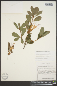 Rhododendron arborescens image