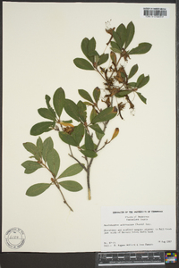 Rhododendron arborescens image