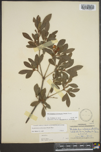 Rhododendron arborescens image