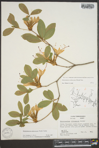 Rhododendron arborescens image