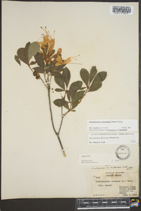 Rhododendron arborescens image