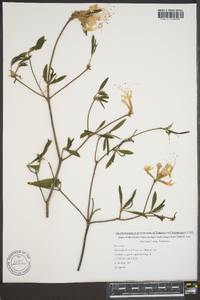 Rhododendron arborescens image