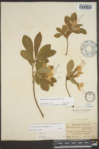 Rhododendron arborescens image