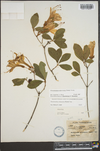 Rhododendron arborescens image