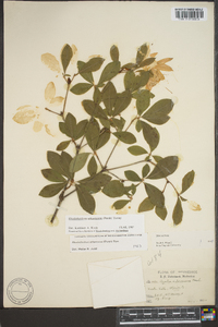 Rhododendron arborescens image