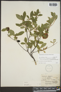 Rhododendron arborescens image