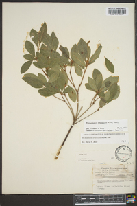 Rhododendron arborescens image