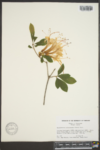 Rhododendron arborescens image