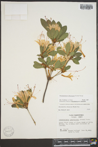 Rhododendron arborescens image