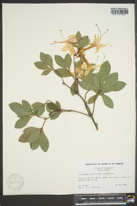 Rhododendron arborescens image