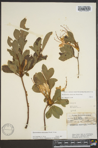 Rhododendron arborescens image