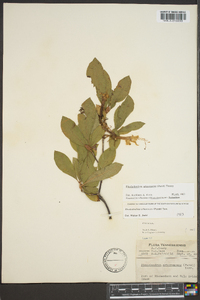 Rhododendron arborescens image