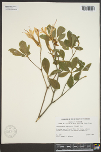 Rhododendron arborescens image