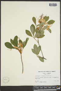 Rhododendron arborescens image