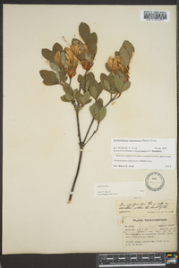 Rhododendron arborescens image