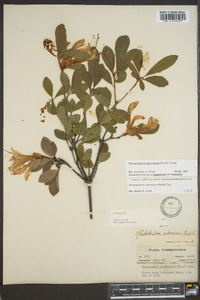 Rhododendron arborescens image