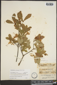 Rhododendron arborescens image