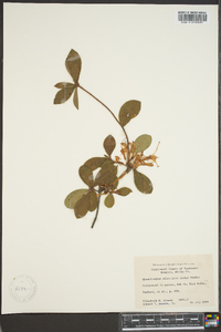 Rhododendron arborescens image