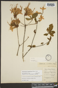 Rhododendron calendulaceum image