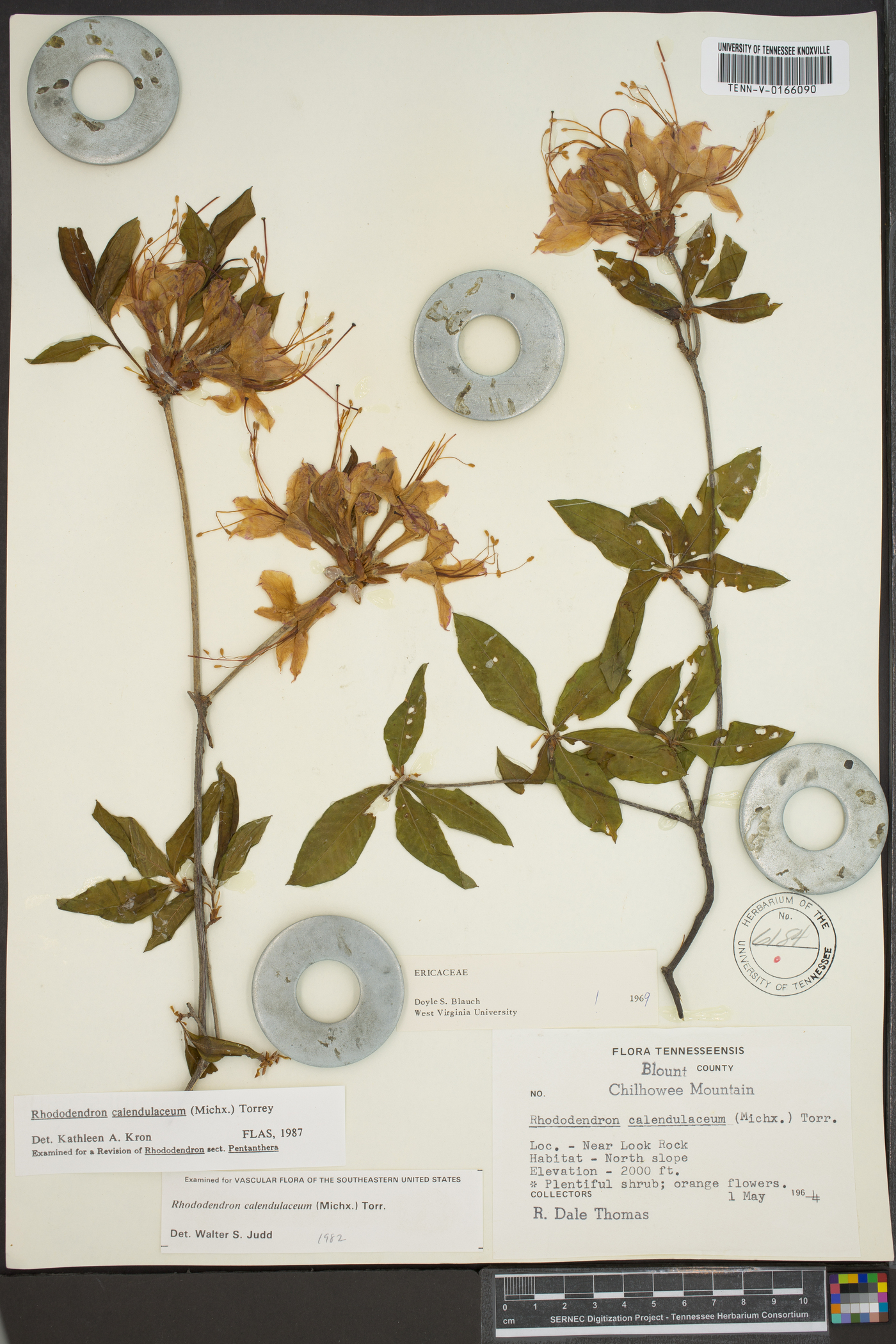 Rhododendron calendulaceum image