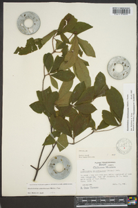 Rhododendron calendulaceum image