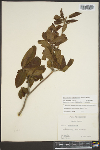 Rhododendron calendulaceum image