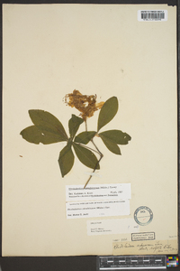 Rhododendron calendulaceum image