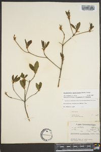 Rhododendron calendulaceum image