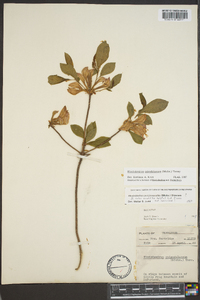 Rhododendron calendulaceum image