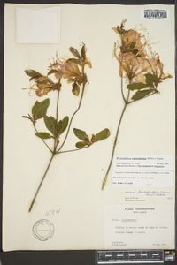 Rhododendron calendulaceum image