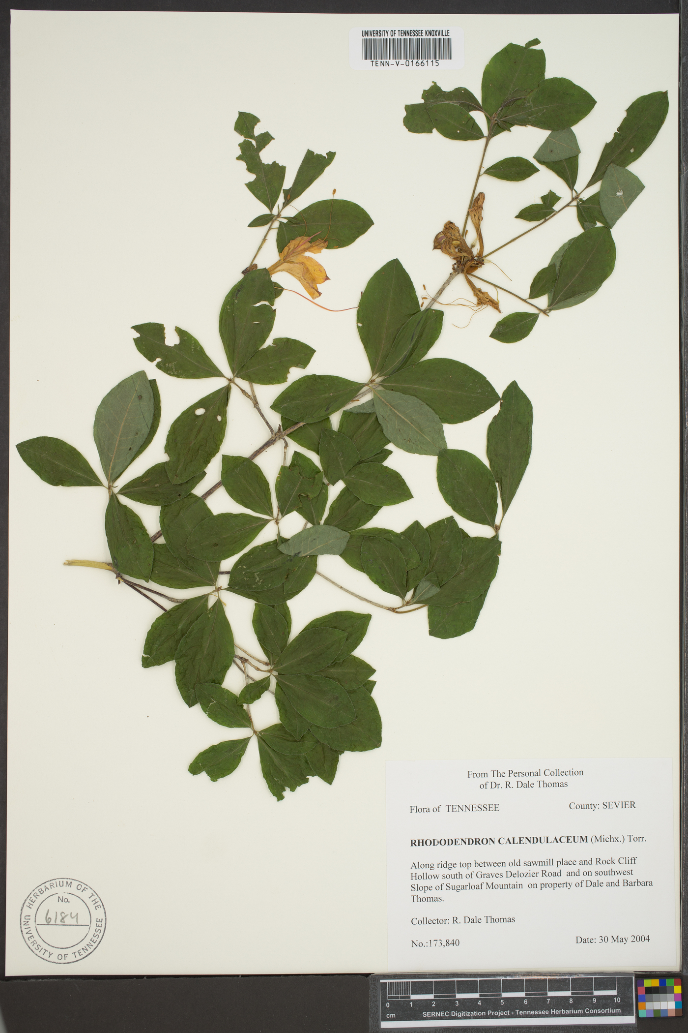 Rhododendron calendulaceum image