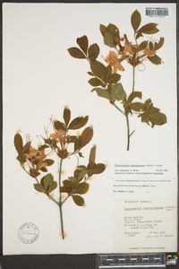 Rhododendron calendulaceum image