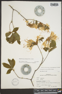 Rhododendron canescens image