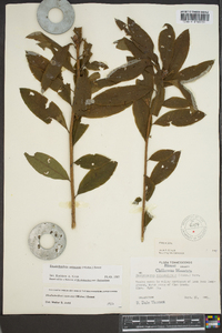 Rhododendron canescens image