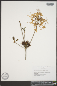 Rhododendron canescens image