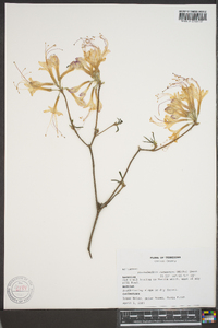 Rhododendron canescens image