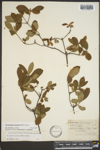 Rhododendron canescens image