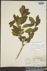 Rhododendron canescens image