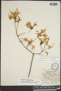 Rhododendron canescens image