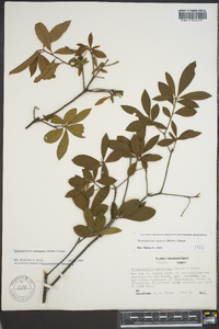 Rhododendron canescens image