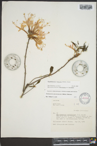 Rhododendron canescens image