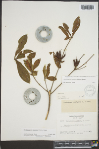 Rhododendron canescens image