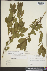 Rhododendron canescens image