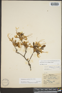 Rhododendron canescens image