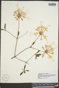 Rhododendron canescens image