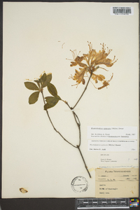 Rhododendron canescens image
